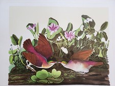 Audubon bernard loates for sale  San Jose