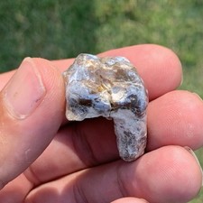 Fossil archaeotherium tooth for sale  Rapid City