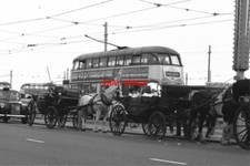 Photo 1987 horse for sale Photo 1987 horse for sale  TADLEY