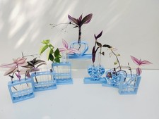 Blue plant propagation for sale  NOTTINGHAM