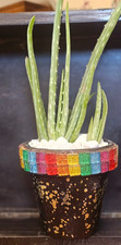 Arizona home aloe for sale  Phoenix