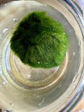 Marimo moss balls for sale  Indio