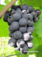 Vitis riesling blau gebraucht kaufen  Wuppertal