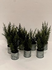 Potted lemon cypress for sale  Atwater