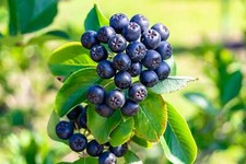 Purple chokeberry aronia for sale  Massillon