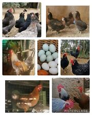 Uova fertili galline usato  Perugia
