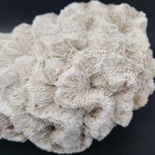 Natural white brain for sale  Cave Creek