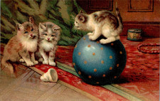Tiere katze katzen gebraucht kaufen  Wettenberg