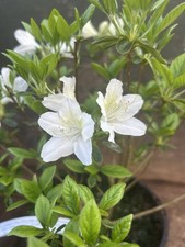 Azalea white 2ltr for sale  SPALDING