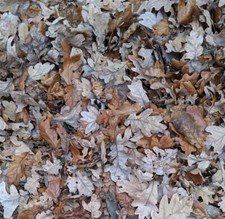 950g organic oak for sale  PETERBOROUGH