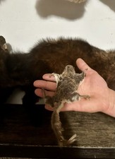 Taxidermy flying squirrel for sale  New York