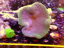 Green toadstool leather for sale  CLACTON-ON-SEA