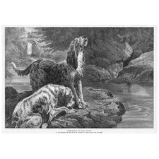 Basil brodley otter for sale  GLASGOW