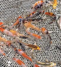 Mixed butterfly koi for sale  Palm Bay