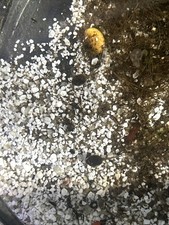 Dart frog tadpole for sale  Levittown