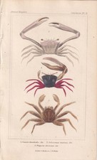 1834 crabs print for sale 1834 crabs print for sale  BIDEFORD