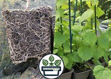 Unusual hop plants for sale  MALPAS