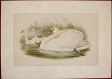 John Gould Cygnus Olor Cigno Uccelli Ornithology Birds old print stampa antica comprar usado  Enviando para Brazil