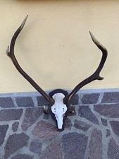 Palco cervo corna usato Palco cervo corna usato  Casteggio