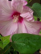 hibiscus pots for sale hibiscus pots for sale Barnesville