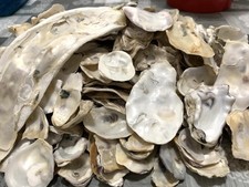 Gusci ostrica conchiglie usato  Italia