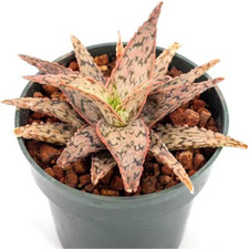 Pink blush aloe for sale  Denver