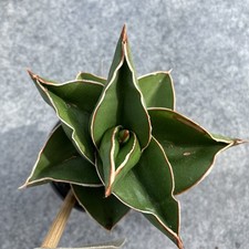 snake plant for sale snake plant for sale BIRCHINGTON