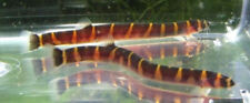 Pack banded kuhli for sale  Marysville