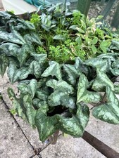 Asarum splendens hardy for sale  GRIMSBY