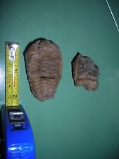 Trilobite fossil 100 for sale  Riverhead