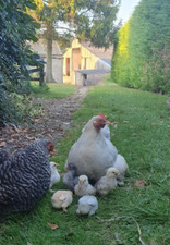 Pekin bantam eggs for sale  SAXMUNDHAM