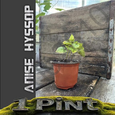 Anise hyssop live for sale  Aspers