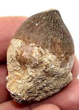 Globidens mosasaur fossil for sale  BECCLES