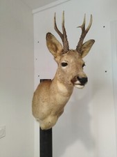 taxidermie chevreuil d'occasion taxidermie chevreuil d'occasion Mus