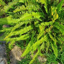Nephrolepis cordifolia fougèr d'occasion Nephrolepis cordifolia fougèr d'occasion  Nice-