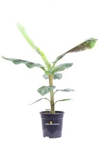 Pianta banano musa usato  Santeramo in Colle