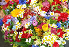 Bienenweid samen blumenwiese gebraucht kaufen  Würzburg