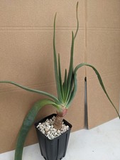 Aloe plicatilis kakteen gebraucht kaufen  Stuttgart