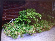 Glücksklee zwiebeln blättrig gebraucht kaufen  Flensburg