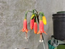 Phaedranassa lehmannii amaryll d'occasion  Expédié en Belgium