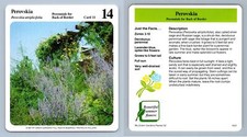Perovskia perennials green d'occasion  Expédié en Belgium