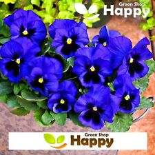 Flower pansy swiss for sale  DONCASTER