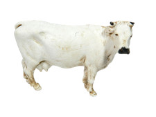 Mucca bianca landi usato Mucca bianca landi usato  Napoli