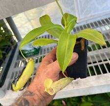 Carnivorous pitcher plant for sale  La Mesa