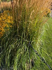 Calamagrostis acutiflora feath for sale  San Francisco