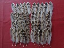 Hen mallard duck for sale  ALFORD