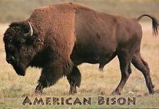 American bison buffalo for sale  Chesapeake