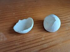 Echinocorys echinoid fossil for sale  IPSWICH