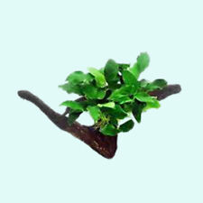 Anubias barteri rooted for sale  Forney
