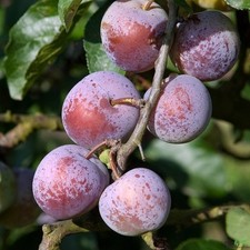 Terrassenobst pflaume kleinobs gebraucht kaufen  Lastrup